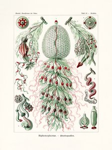 Siphonophorae de German School